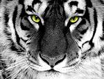 Tigra_