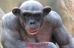 degvd