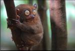 PIPEC