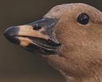 goose213