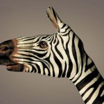 zebra10