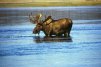 moose