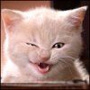 Catt