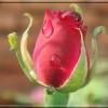 serenada