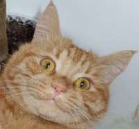 Котовасия