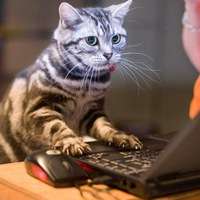 (GOOD CaT)