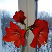 Сергей Я