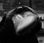 Darkly