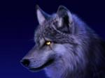 WOLFazik
