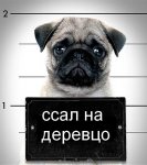 Burmitr