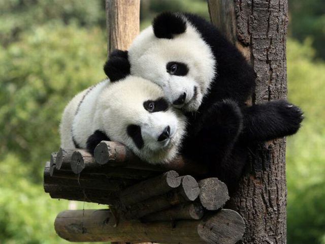 Смешные животные
