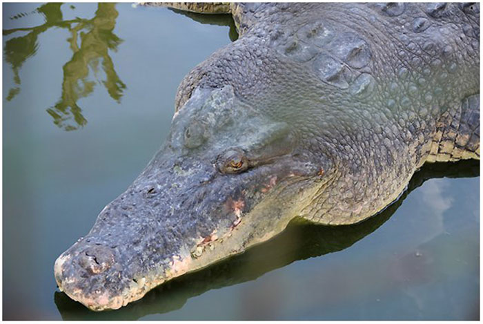 Крокодиловая ферма Crocodile Farm Langkawi