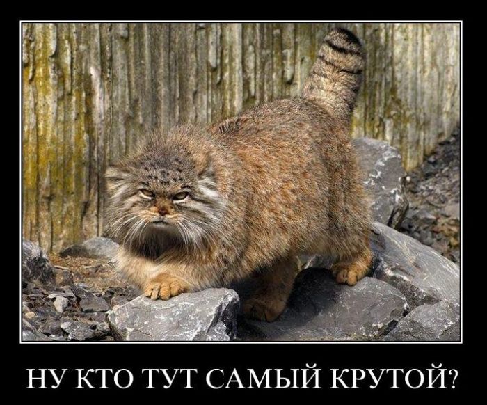 Прикольные демотиваторы (45 фото)