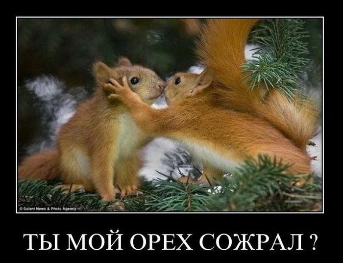 Демотиваторы (41 фото)