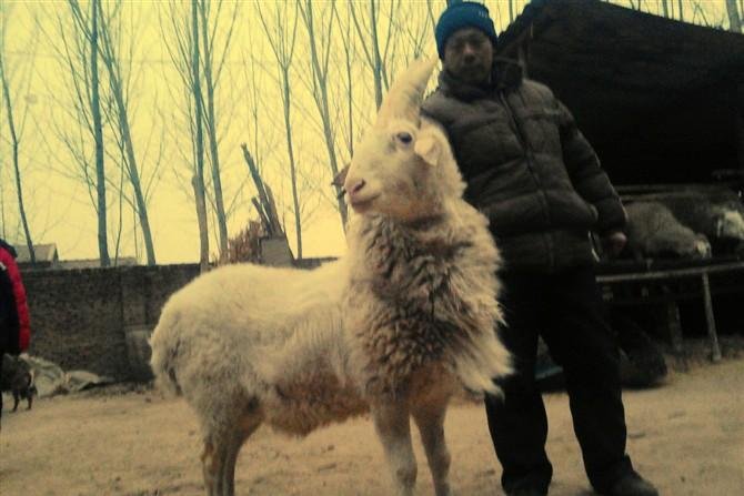 Единорогий козёл