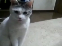 Удивлённый кот