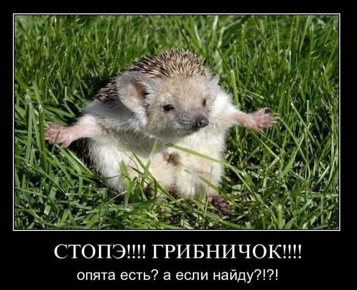 Демотиваторы на злобу дня