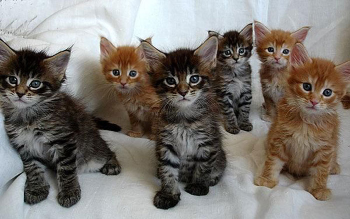 Огромные кошки