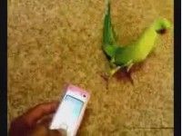 Попугай отжигает под музыку