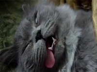 Самый спящий кот