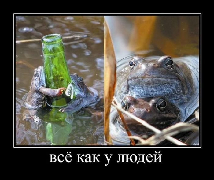 Демотиваторы (60 фото)