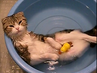 Кот расслабляется