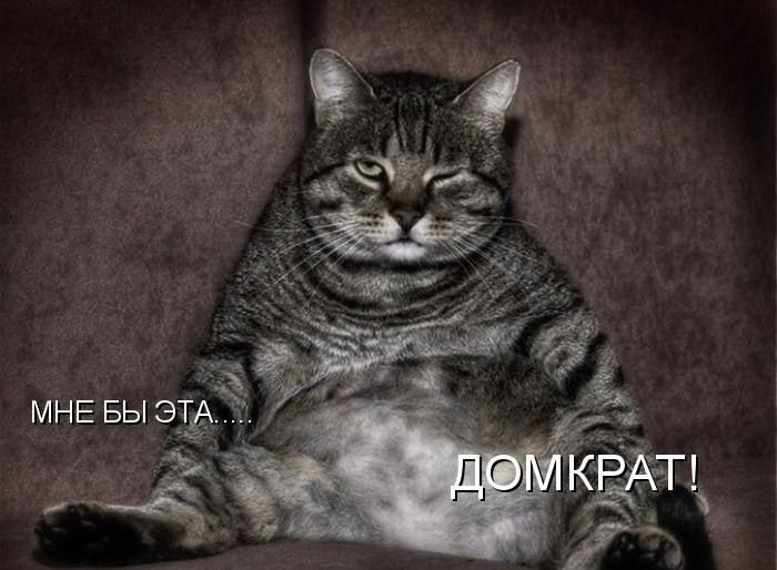 Веселенькие котоматрицы