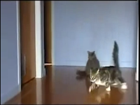 Дрифт от котов