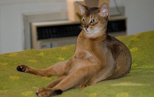 Сидящие коты