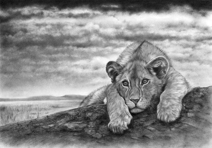 Красивые рисунки диких кошек