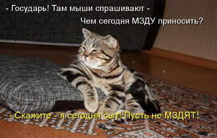 Смешные картинки с надписями
