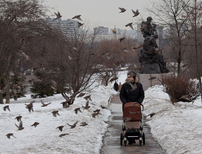 Москву атакуют стаи птиц!
