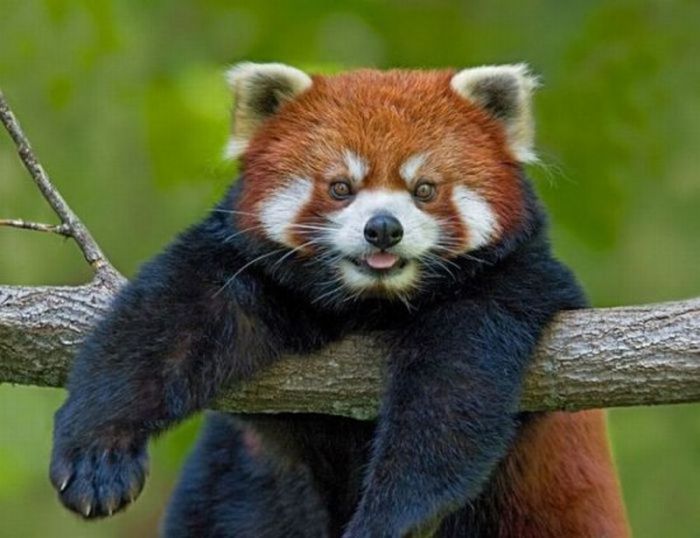 Позитивные фотографии животных