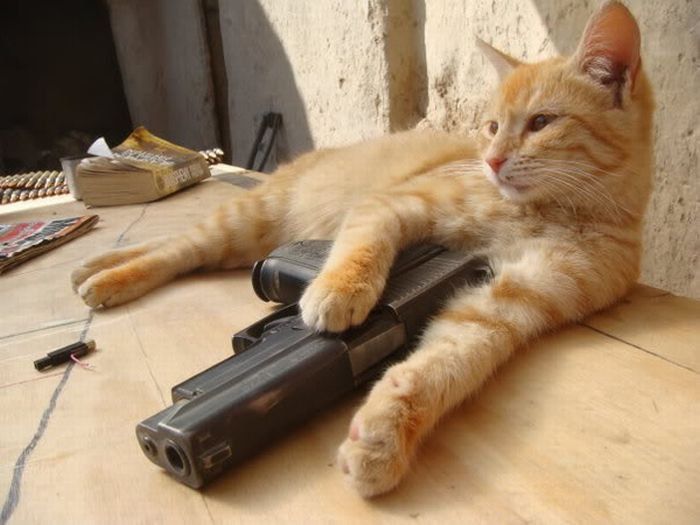 Акессуары котов