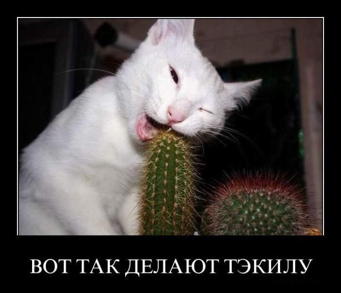 Позитив в демотиваторах