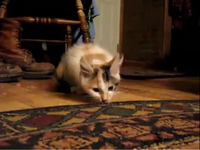 Злющий голодный котенок