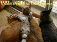 Нарезка приколов