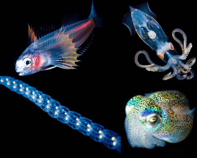 Светящиеся крошечные существа из морских глубин