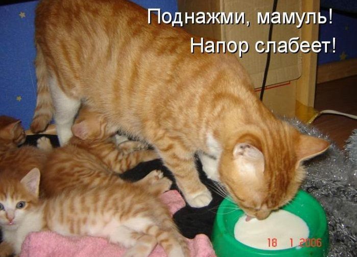 Смешные картинки с комментариями