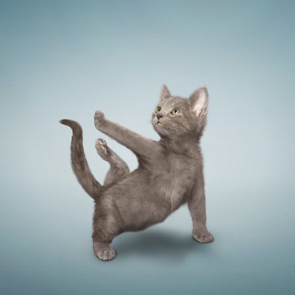 Кошачья йога
