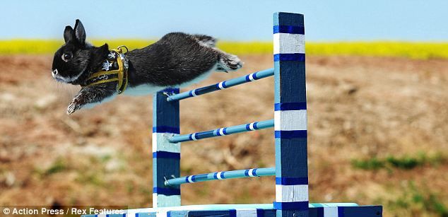Фотографии с соревнований кроликов