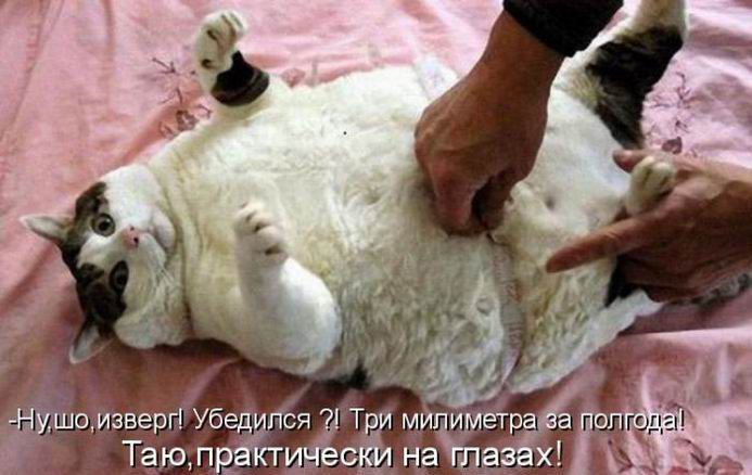 Смешные картинки с надписями