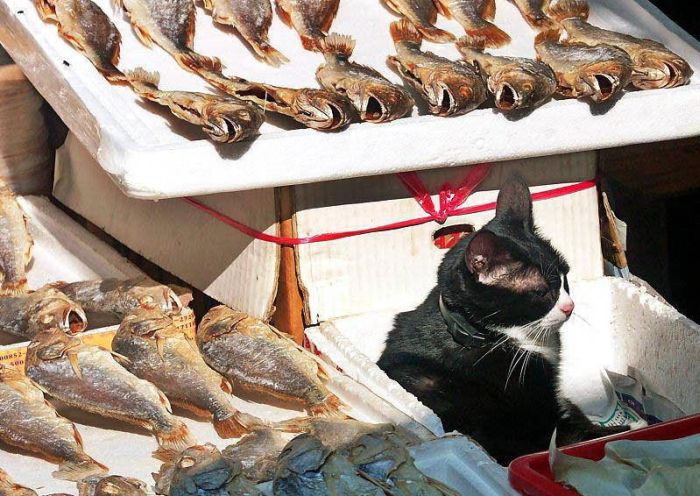 Позитивные котики