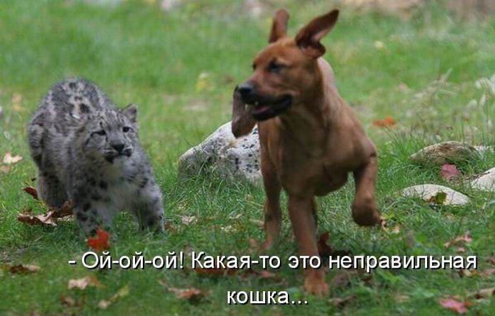 Забавные картинки с надписями