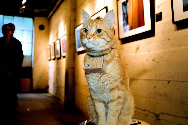 Взгляд на жизнь глазами кошки (35 фото)