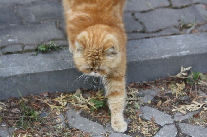 Кот-охранник
