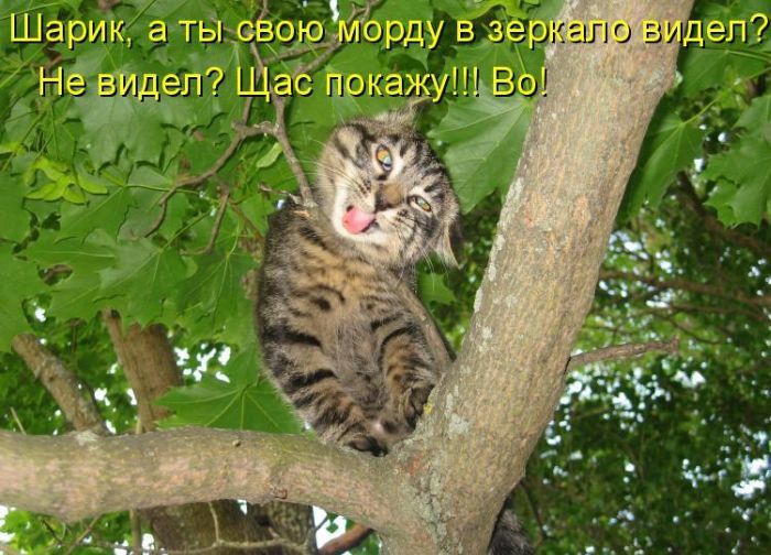 Позитивные фото с надписями