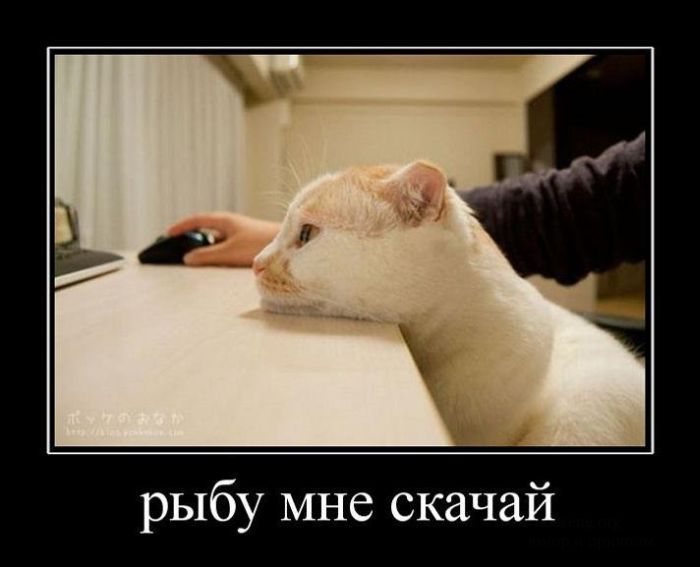 Демотивируемся!