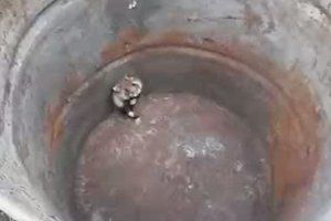 Дикий хомяк против кота