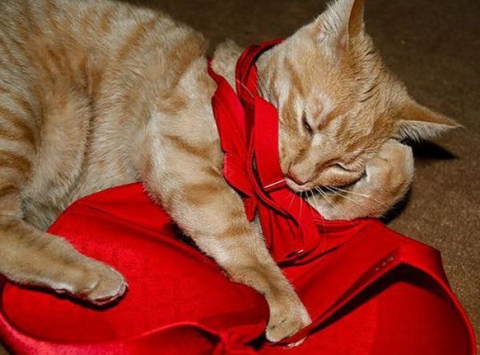 Забавные котики (26 фото)